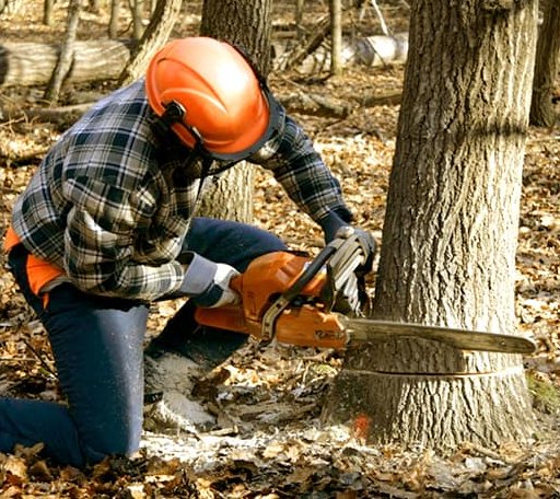 Tree Removal in Ward, AL